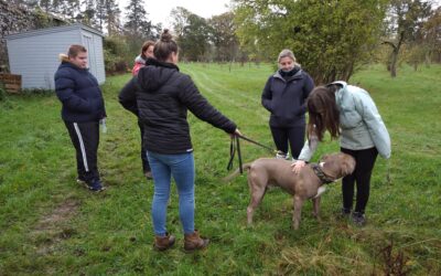 Dog Training at Megginch