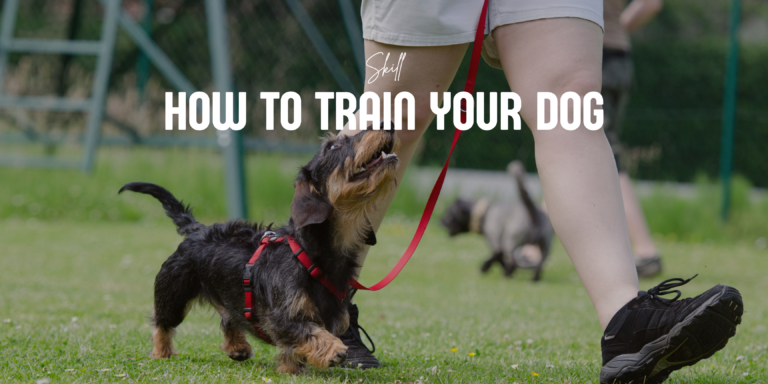How to train your dog